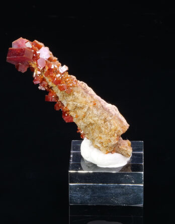 Vanadinite on Nerinea from Morocco